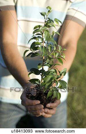 Stock Image - Hands holding small tree, Winnipeg, Canada. Fotosearch