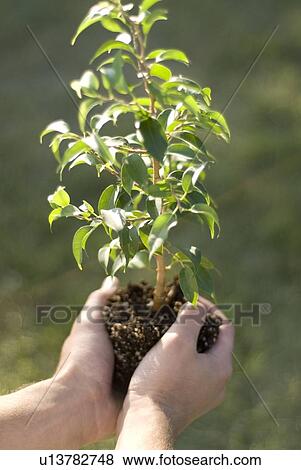 Hands holding small tree, Winnipeg, Canada View Large Photo Image Stock Photo - Hands holding small tree, Winnipeg, Canada. Fotosearch