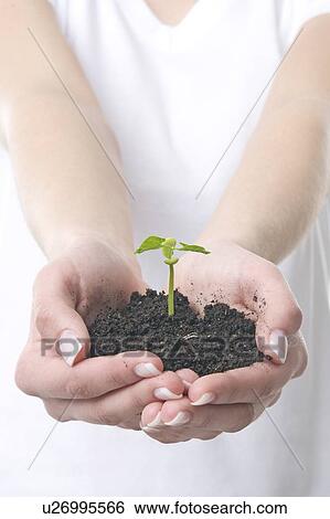 Stock Photograph - hands with a small plant. Fotosearch