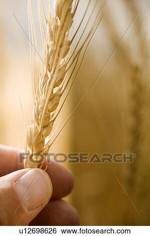 Head of wheat held between fingers, Saskatchewan, Canada View Large Photo Image Stock Photograph - Head of wheat held between fingers, Saskatchewan, Canada. Fotosearch