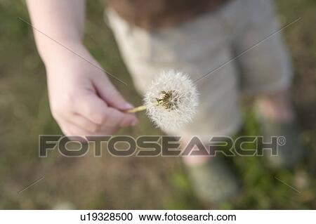 Stock Image - Preschooler holds dandelion in his hand, Vancouver, British Columbia, Canada. Fotosearch
