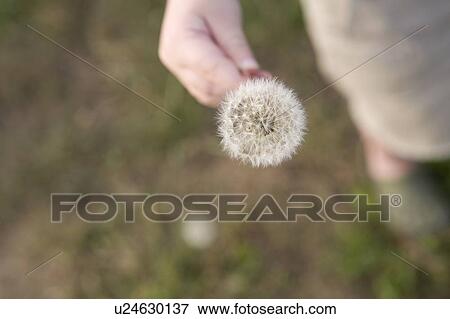 Preschooler holds dandelion in park, Vancouver, British Columbia, Canada View Large Photo Image Stock Photo - Preschooler holds dandelion in park, Vancouver, British Columbia, Canada. Fotosearch