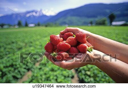 Picture - Strawberries in hand, field of berries behind, Pemberton, BC. Fotosearch