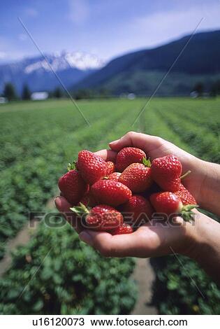 Stock Image - Strawberries in hand, field of berries behind, Pemberton, BC. Fotosearch