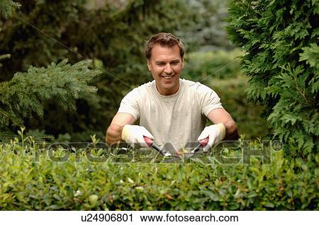 Stock Image - Man clipping hedges, Regina, Saskatchewan. Fotosearch