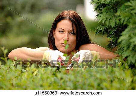 Woman clipping hedges, Regina, Saskatchewan View Large Photo Image Stock Photo - Woman clipping hedges, Regina, Saskatchewan. Fotosearch