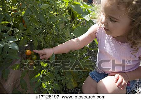 Stock Photo - Child (female 2. 5 years) points to tomatoes in garden, North Vancouver, BC. Fotosearch