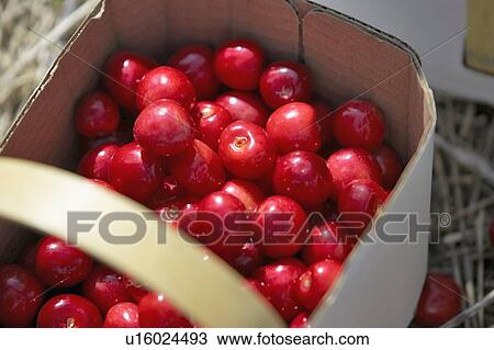 Stock Image - Basket of cherries, Ontario. Fotosearch