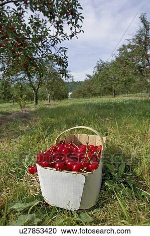 Stock Image - Basket of cherries sitting on the grass in cherry orchard, Ontario. Fotosearch