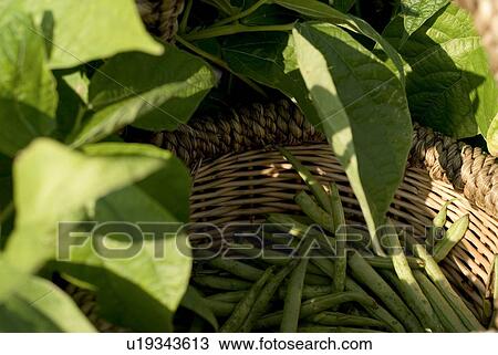 Stock Image - Beans in basket, organic garden, Manitoba, Canada. Fotosearch