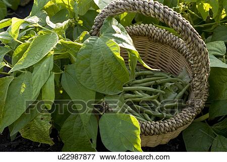 Stock Photo - Beans in basket, organic garden, Manitoba, Canada. Fotosearch