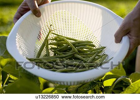 Beans in colander, organic garden, Manitoba, Canada View Large Photo Image Stock Image - Beans in colander, organic garden, Manitoba, Canada. Fotosearch
