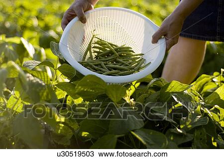 Beans in colander, organic garden, Manitoba, Canada View Large Photo Image Stock Image - Beans in colander, organic garden, Manitoba, Canada. Fotosearch