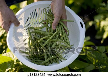 Stock Photography - Beans in colander, organic garden, Manitoba, Canada. Fotosearch