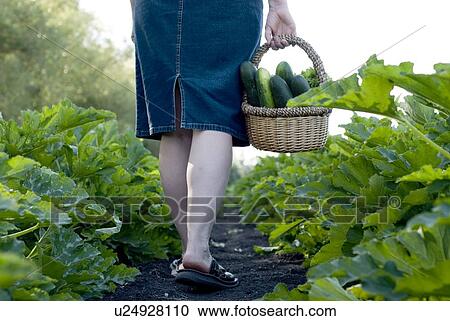 Carrying basket of cucumbers, organic garden, Manitoba, Canada View Large Photo Image Stock Image - Carrying basket of cucumbers, organic garden, Manitoba, Canada. Fotosearch