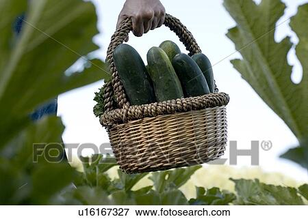 Stock Photo - Carrying basket of cucumbers, organic garden, Manitoba, Canada. Fotosearch