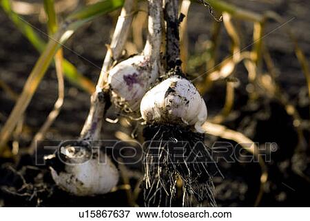Close-up fresh garlic, organic garden, Manitoba, Canada View Large Photo Image Stock Photo - Close-up fresh garlic, organic garden, Manitoba, Canada. Fotosearch