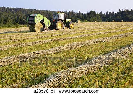 Farmer cutting hay in field, Bas-Saint-Laurent region, Quebec, Canada View Large Photo Image Stock Image - Farmer cutting hay in field, Bas-Saint-Laurent region, Quebec, Canada. Fotosearch