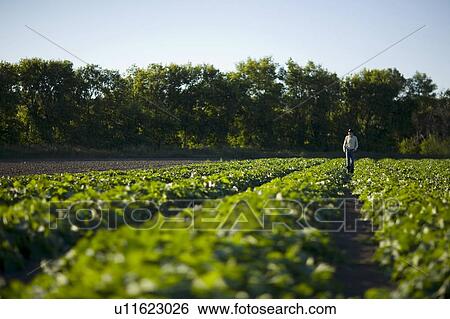 Farmer in rows of cucumbers, Lumsden, Saskatchewan, Canada View Large Photo Image Stock Photograph - Farmer in rows of cucumbers, Lumsden, Saskatchewan, Canada. Fotosearch