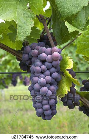 Grapevine, Okanagan Valley, BC, Canada View Large Photo Image Stock Photography - Grapevine, Okanagan Valley, BC, Canada. Fotosearch