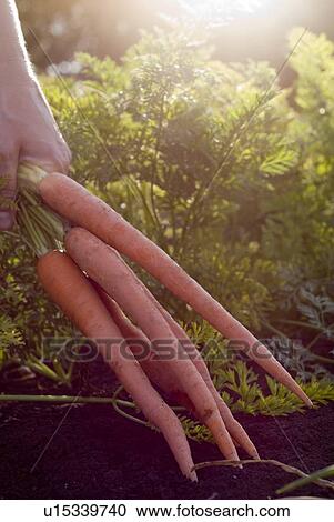 Stock Image - Hand holding bunch of carrots, organic garden, Manitoba, Canada. Fotosearch