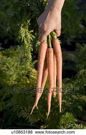 Hand holding bunch of carrots, organic garden, Manitoba, Canada View Large Photo Image Stock Photo - Hand holding bunch of carrots, organic garden, Manitoba, Canada. Fotosearch