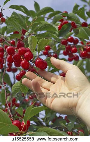 Stock Photo - Hand picking cherries from a tree, Ontario. Fotosearch