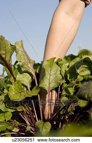Stock Image - Hand reaching in to pull up beet, organic garden, Manitoba, Canada. Fotosearch