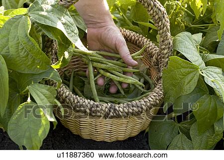 Hand shows beans in basket, organic garden, Manitoba, Canada View Large Photo Image Stock Image - Hand shows beans in basket, organic garden, Manitoba, Canada. Fotosearch
