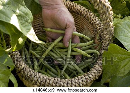 Stock Photo - Hand shows beans in basket, organic garden, Manitoba, Canada. Fotosearch