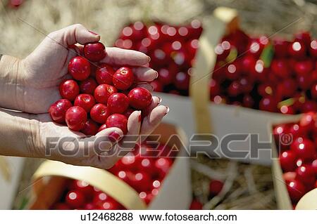 Handful of red cherries with baskets of cherries in background, Ontario View Large Photo Image Stock Photo - Handful of red cherries with baskets of cherries in background, Ontario. Fotosearch