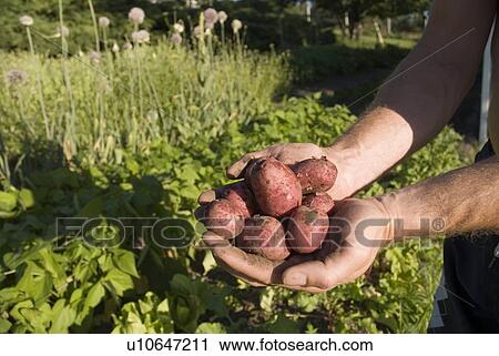 Hands holding fresh locally grown potatoes, Okanagan Centre, BC Canada View Large Photo Image Stock Image - Hands holding fresh locally grown potatoes, Okanagan Centre, BC Canada. Fotosearch