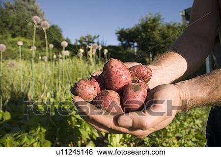 Stock Photograph - Hands holding fresh locally grown potatoes, Okanogan Centre, BC Canada. Fotosearch