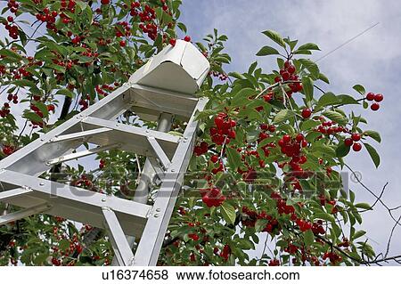 Ladder with basket on top leaning against a cherry tree, Ontario View Large Photo Image Stock Photo - Ladder with basket on top leaning against a cherry tree, Ontario. Fotosearch