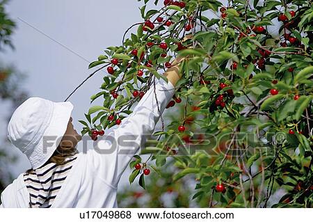 Lady in white picking cherries from tree View Large Photo Image Stock Photo - Lady in white picking cherries from tree. Fotosearch