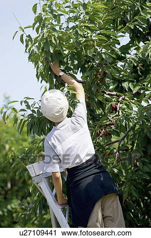 Stock Image - Lady on ladder picking cherries from cherry tree. Fotosearch