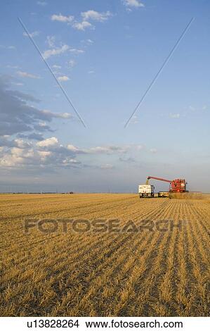 Picture - Lentils unloading from combine to grain truck, Saskatchewan, Canada. Fotosearch