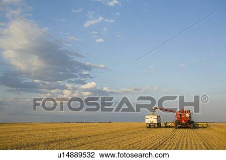 Stock Image - Lentils unloading from combine to grain truck, Saskatchewan, Canada. Fotosearch