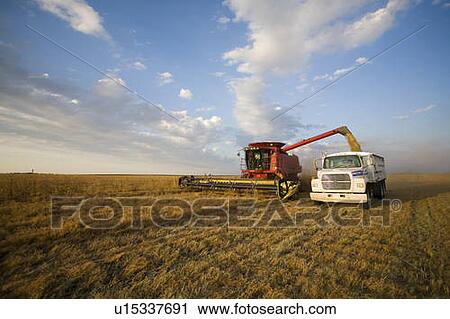 Stock Image - Lentils unloading from combine to grain truck, Saskatchewan, Canada. Fotosearch