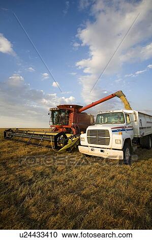 Lentils unloading from combine to grain truck, Saskatchewan, Canada View Large Photo Image Stock Image - Lentils unloading from combine to grain truck, Saskatchewan, Canada. Fotosearch