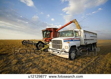 Stock Photo - Lentils unloading from combine to grain truck, Saskatchewan, Canada. Fotosearch