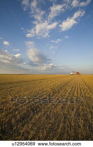 Lentils unloading from combine to grain truck, Saskatchewan, Canada View Large Photo Image Stock Photo - Lentils unloading from combine to grain truck, Saskatchewan, Canada. Fotosearch