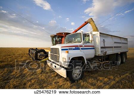 Lentils unloading from combine to grain truck, Saskatchewan, Canada View Large Photo Image Stock Photo - Lentils unloading from combine to grain truck, Saskatchewan, Canada. Fotosearch