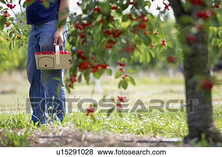 Stock Photo - Man holding basket of cherries in cherry tree orchard. Fotosearch