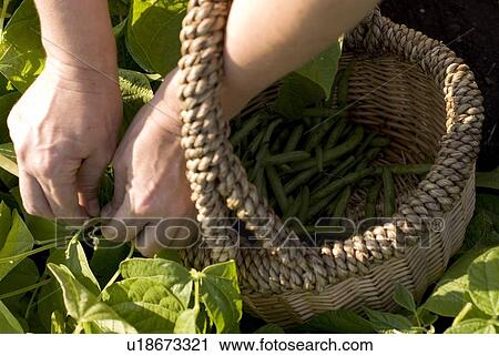 Picking beans, organic garden, Manitoba, Canada View Large Photo Image Stock Image - Picking beans, organic garden, Manitoba, Canada. Fotosearch