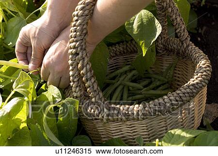 Picking beans, organic garden, Manitoba, Canada View Large Photo Image Stock Photography - Picking beans, organic garden, Manitoba, Canada. Fotosearch
