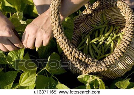 Picking beans, organic garden, Manitoba, Canada View Large Photo Image Stock Photography - Picking beans, organic garden, Manitoba, Canada. Fotosearch