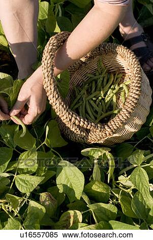 Picking beans, organic garden, Manitoba, Canada View Large Photo Image Stock Photography - Picking beans, organic garden, Manitoba, Canada. Fotosearch