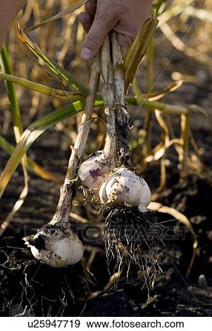 Pulling fresh garlic from the ground, organic garden, Manitoba, Canada View Large Photo Image Stock Photo - Pulling fresh garlic from the ground, organic garden, Manitoba, Canada. Fotosearch
