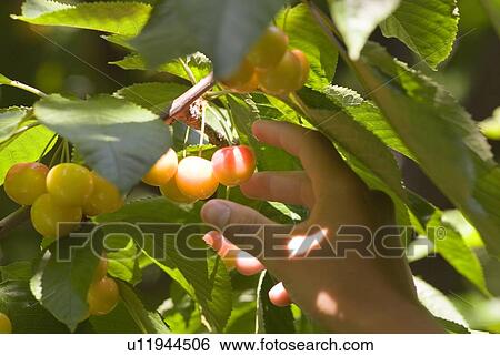 Rainier cherries, a hybrid between Bing and Van cherries, Okanagan Centre, BC Canada View Large Photo Image Stock Photograph - Rainier cherries, a hybrid between Bing and Van cherries, Okanagan Centre, BC Canada. Fotosearch